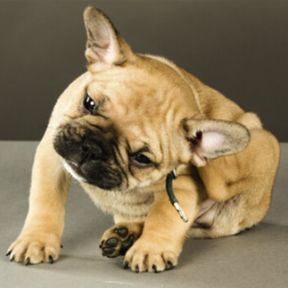 ป้องกันเห็บหมดและพยาธิหนอนหัวใจ (Parasite Control)